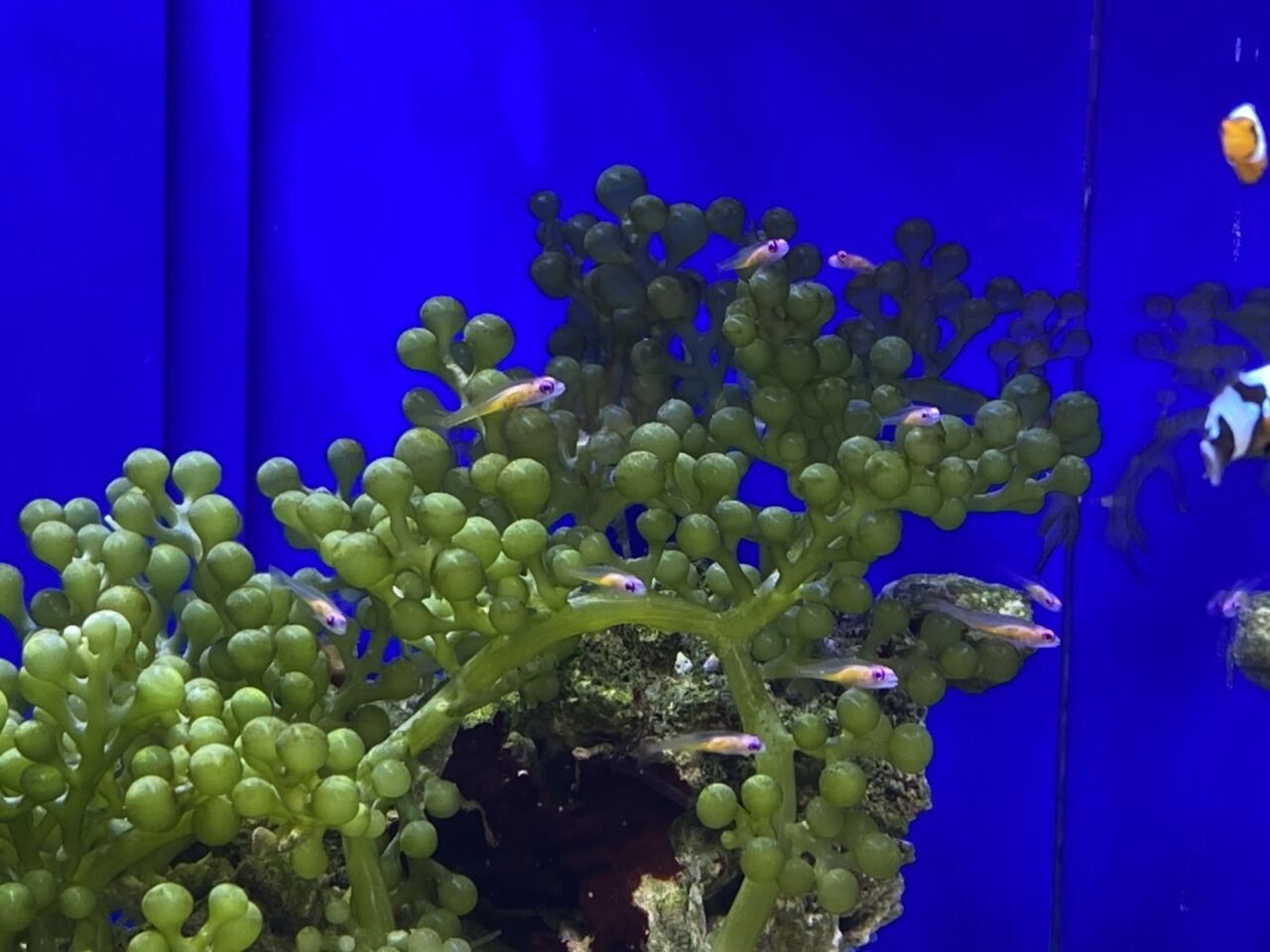 海藻の上に アカメちゃん くまぱぱのブログ