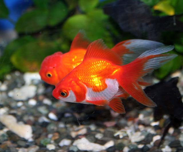 夏といえば 金魚でしょ くまぱぱのブログ