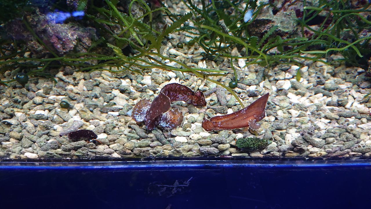 個性的な生き物達だよ お魚 無脊椎のご紹介 海水魚のパイオニア 日海センター 日海フィッシュコム