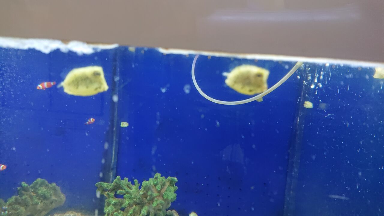愛嬌たっぷりフグ君だよ お魚 無脊椎のご紹介 海水魚のパイオニア 日海センター 日海フィッシュコム 愛嬌たっぷりフグ君だよ お魚 無脊椎のご紹介 海水魚のパイオニア 日海センター 日海フィッシュコム