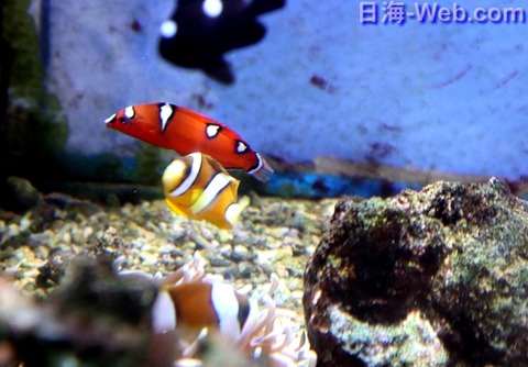 ツユベラ