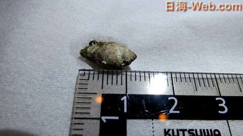 マガキガイの産卵 お客様のエピソード 海水魚のパイオニア 日海センター 日海フィッシュコム マガキガイの産卵 お客様のエピソード 海水魚のパイオニア 日海センター 日海フィッシュコム