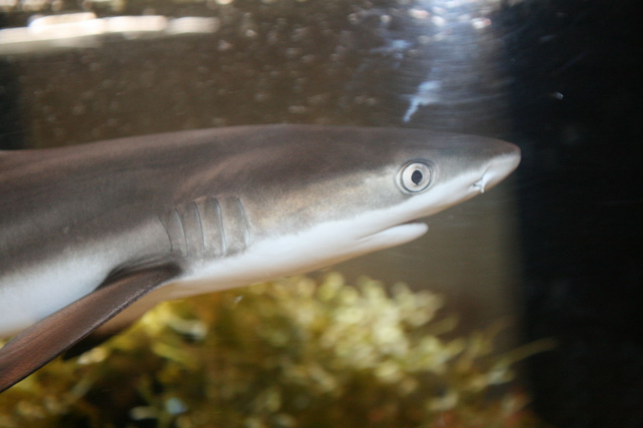 来たぞ 来た インドネシアから 二年ぶりの 入荷 くまぱぱのブログ