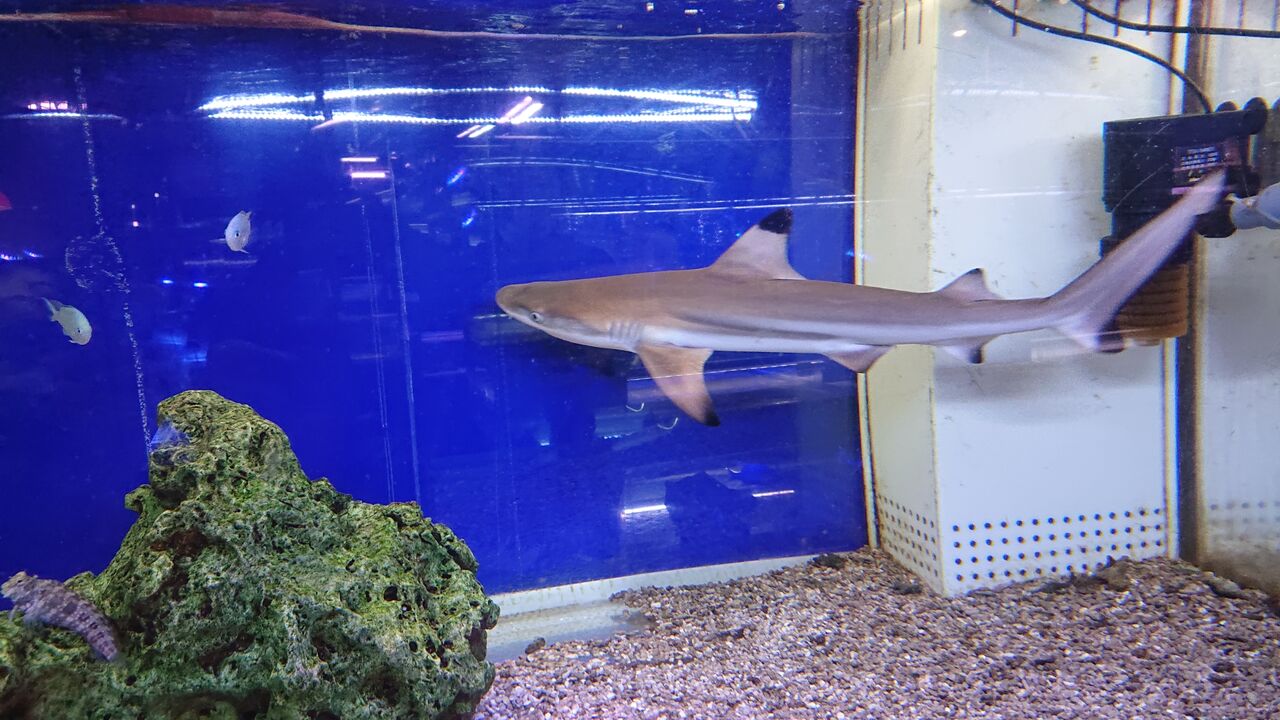 海水魚 くまぱぱのブログ 海水魚 くまぱぱのブログ