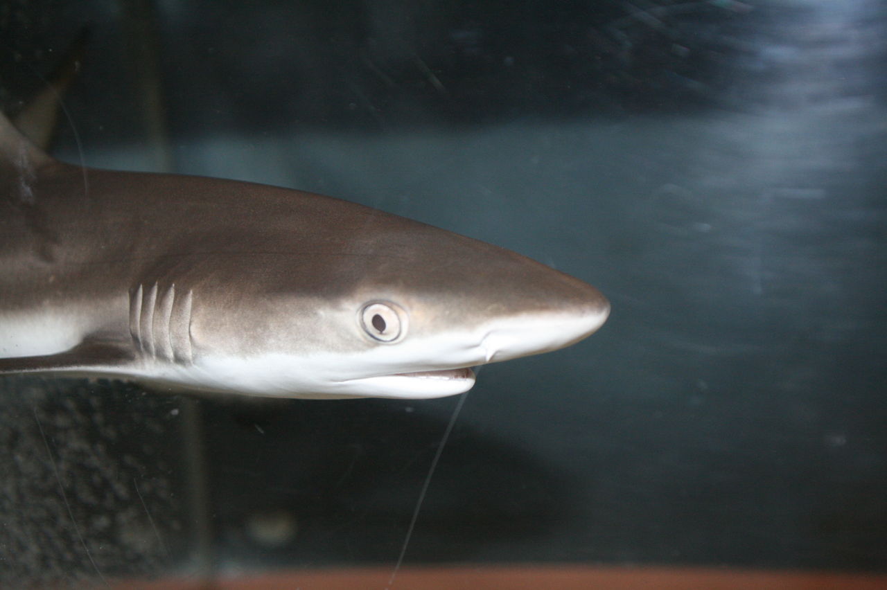 来たぞ 来た インドネシアから 二年ぶりの 入荷 くまぱぱのブログ