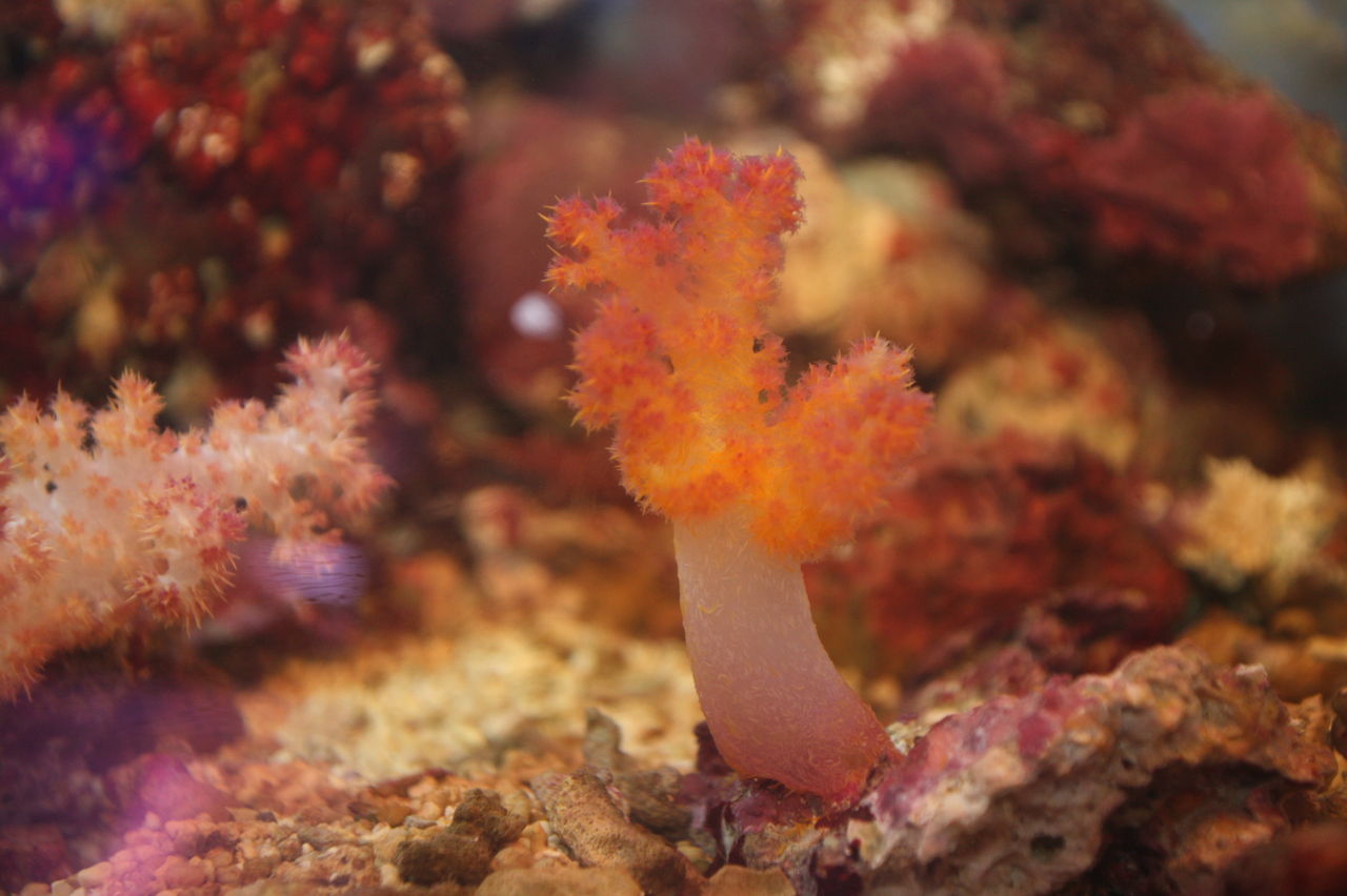 オーストラリアでブリードされた タツノオトシゴ これで 動画か見えるかも くまぱぱのブログ オーストラリアでブリードされた タツノオトシゴ これで 動画か見えるかも くまぱぱのブログ