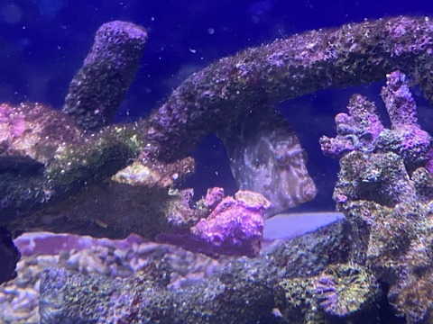 S__35790855