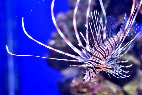 ハナミノカサゴ