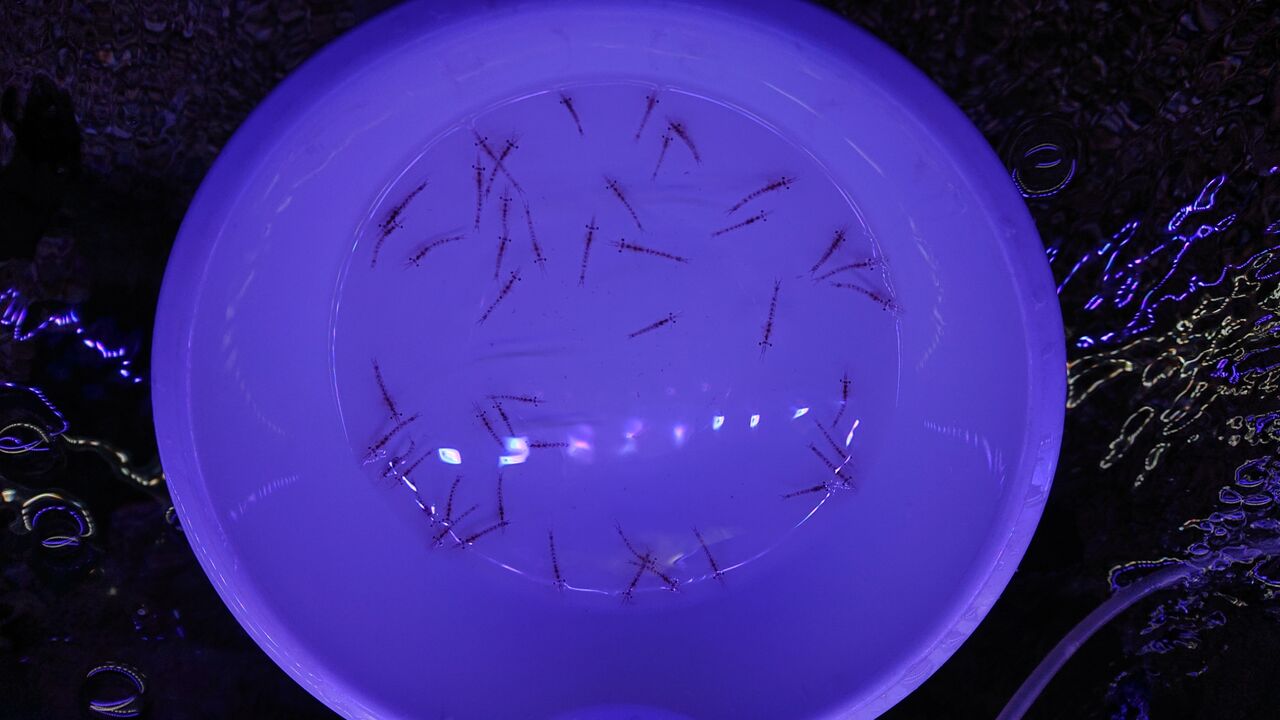 タツノオトシゴを飼育するには くまぱぱのブログ