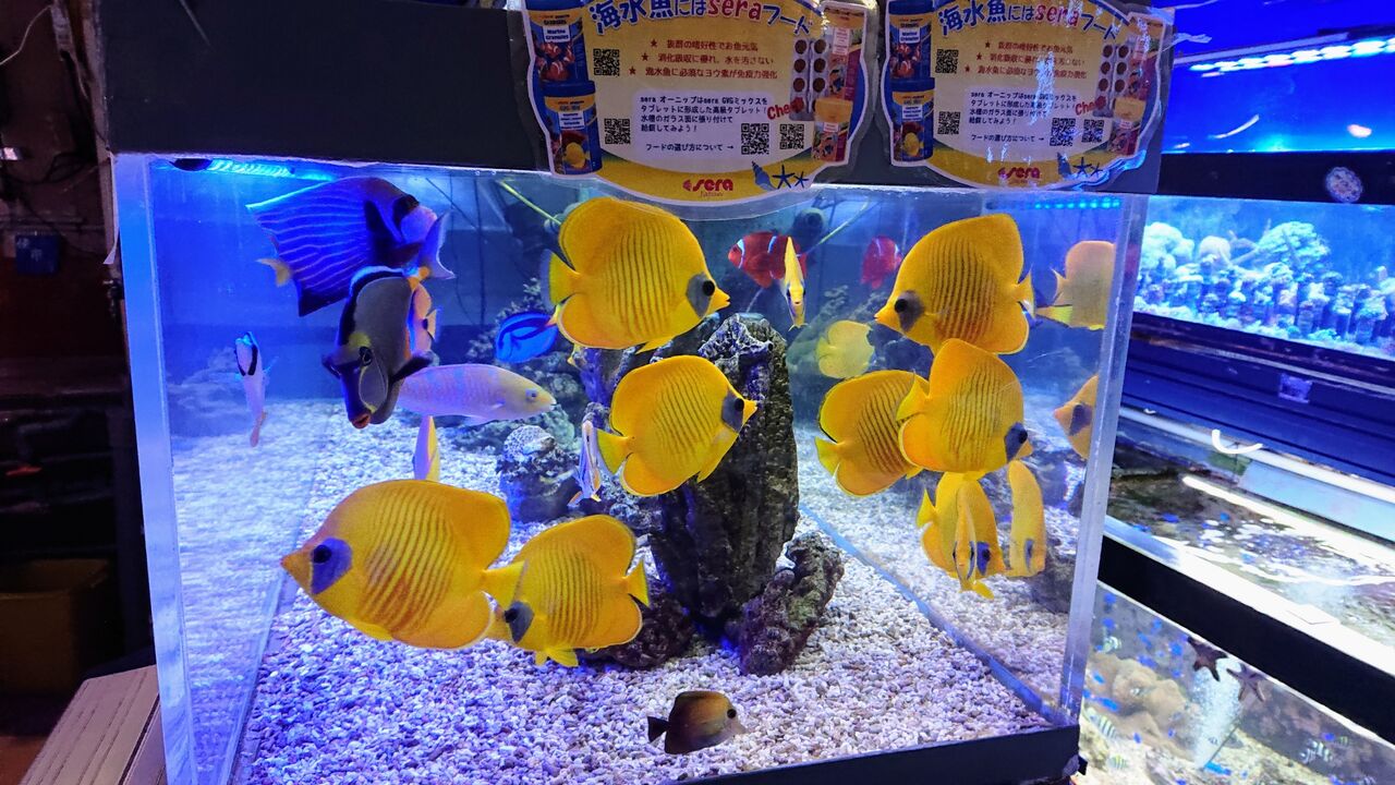 特別価格 海水魚 キンチャクダイ ナメラヤッコ 4cm 1匹 Shipsctc Org