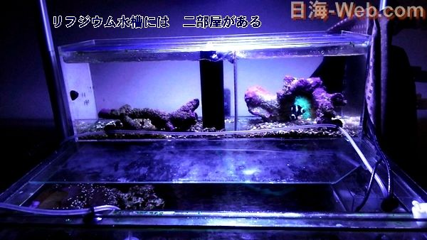 52センチ水槽 リフジム 隔離 産卵 熱帯魚 海水魚