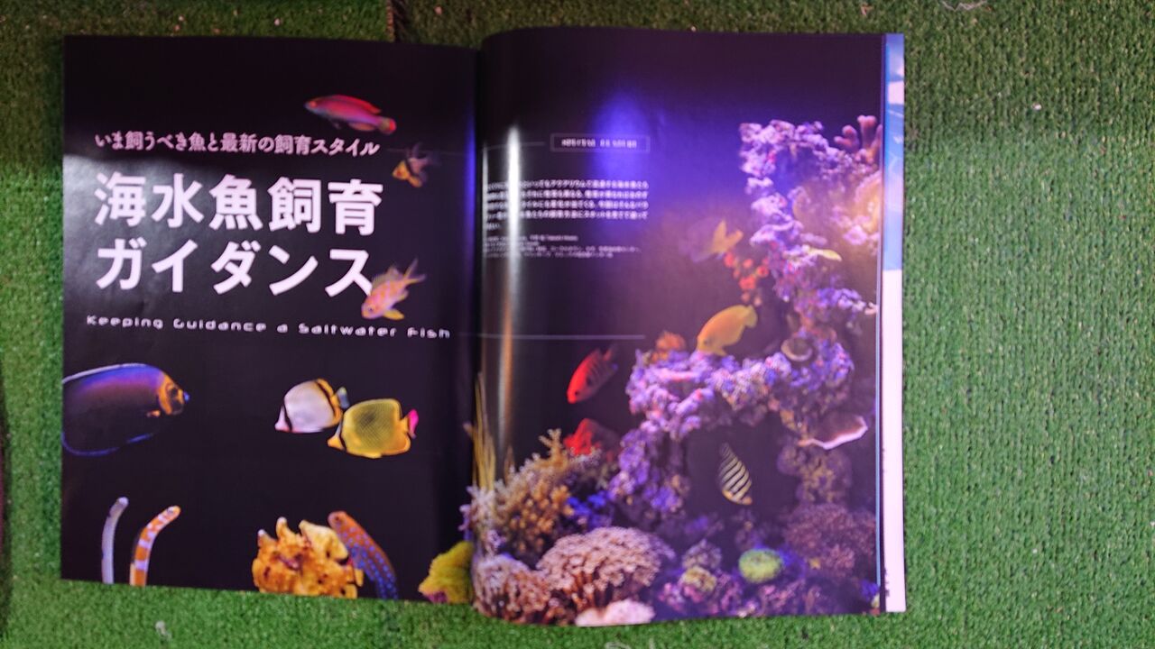 コーラルフリークス31新刊のご紹介  書籍のご紹介  海水魚の 