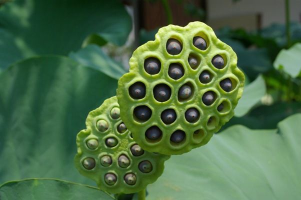 蓮画像に対する恐怖は人類の進化に根ざした自己防衛本能 英エセックス大 日刊 スポーツ 芸能ニュース