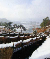 冬の高麗人参(朝鮮人参)畑