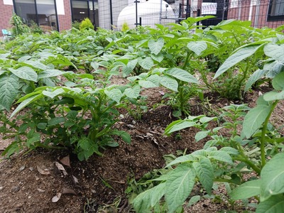 【菜園】2504月④