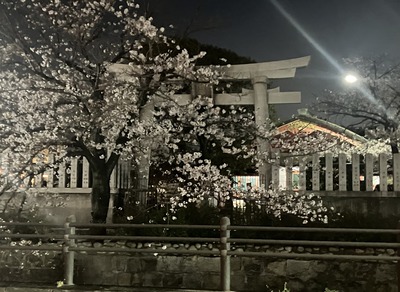 夜桜
