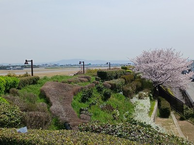 【桜】202504③A