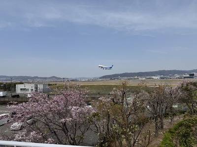【花見】2504⑥