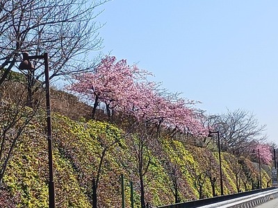 【スカイパーク春】早咲き桜②