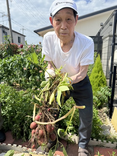 【0701】ジャガイモ収穫①