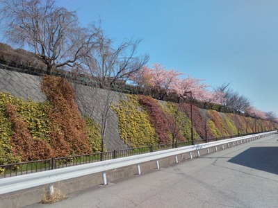 「早咲き桜1」in伊丹スカイパーク