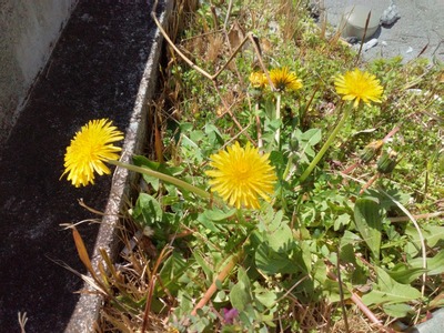 【春】タンポポ!