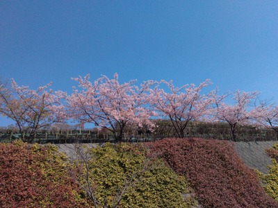 「早咲き桜2」in伊丹スカイパーク