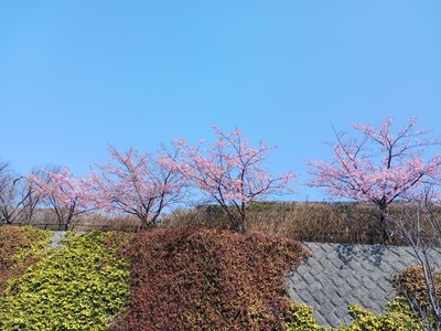【スカイパーク春】早咲き桜①