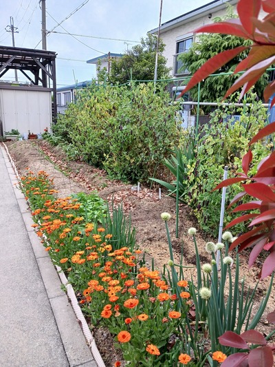 【菜園】2504月⓪