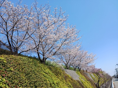 【桜】202504①A