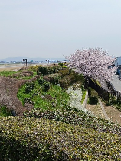 【桜】202504②A