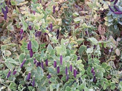 【菜園】2504月①