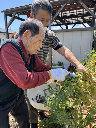 【豆収穫】0503①