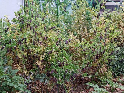 【菜園】2504月②