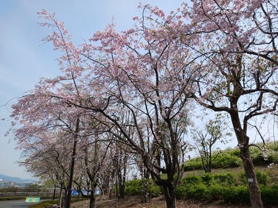 【桜】202504④A