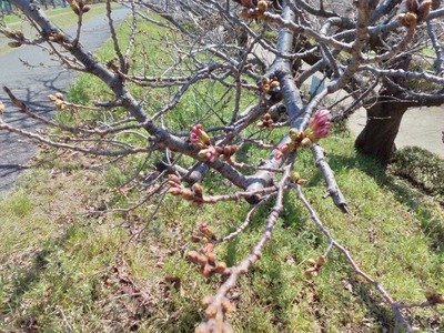 【春】桜の蕾が膨らんできました!