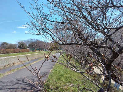 【春】早く膨らめ桜の蕾!