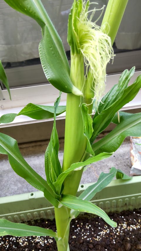 HORIZON_0001_BURST20220709154916779_COVER