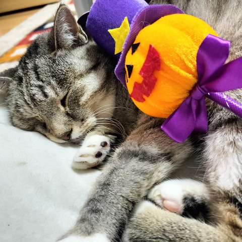 IMG_20231013_055918_296