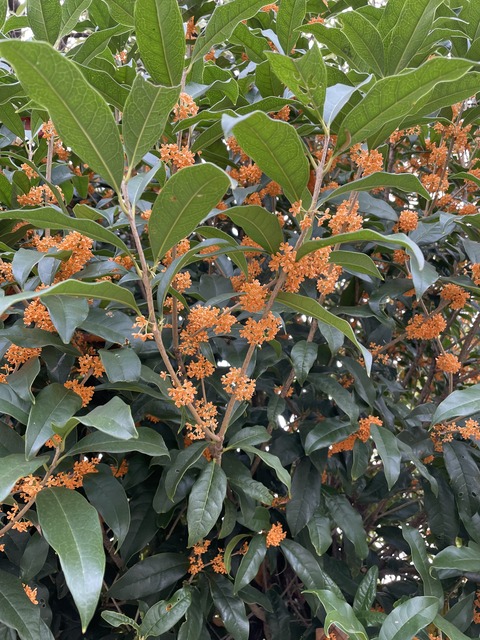 E201ABEC-3394-4BF3-A8B7-CFC390F2F4FC