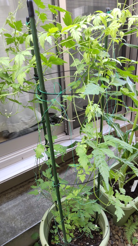 DIAGONAL_0001_BURST20220709154837417_COVER