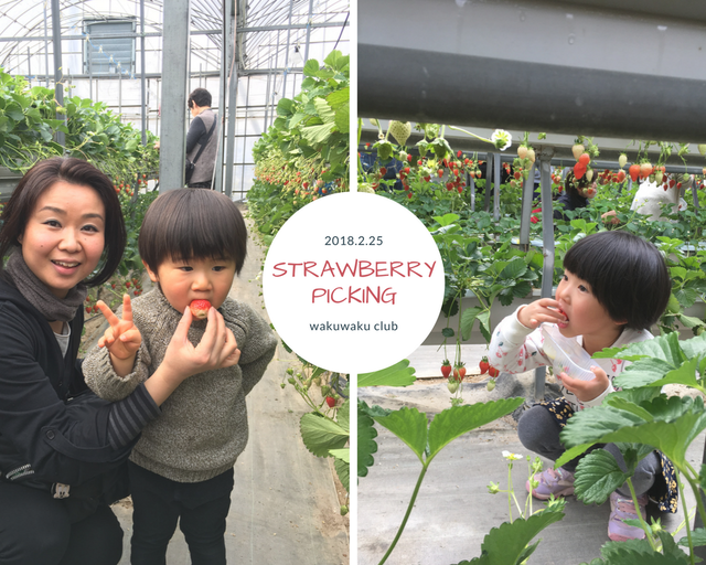 strawberry picking