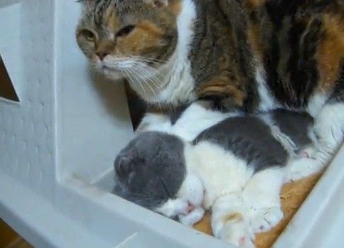猫のマッサージ屋さんに行ってみた