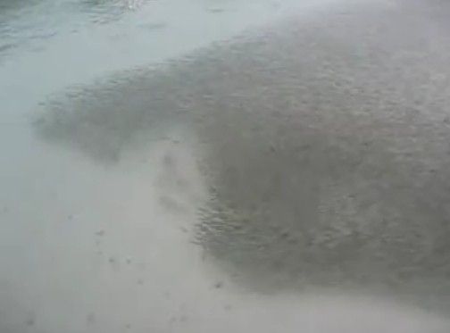 サメに追われる魚の大群がありえない動き