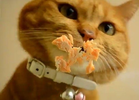 おやつを食べる猫を下から見てみた