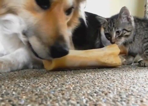 子猫と遊ぶ犬動画集