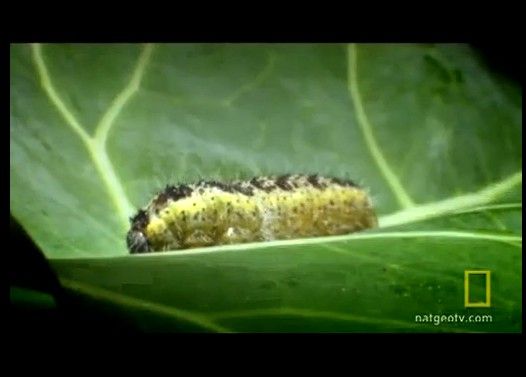【閲覧注意】 イモムシを内部から破壊する寄生虫