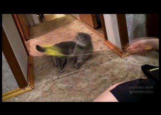 インターホンの音にビックリして立ちすくむ子猫