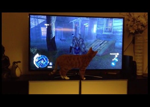 アサシンクリードの映像を見た猫の反応