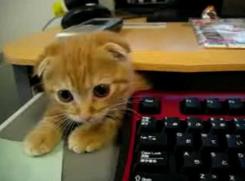 仕事の指示をしてくる猫